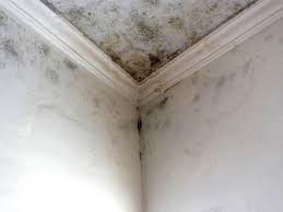 Best Water Damage & Mold Remediation  in Windy Hills, KY