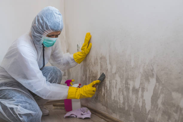 Best Mold Damage Restoration  in Windy Hills, KY